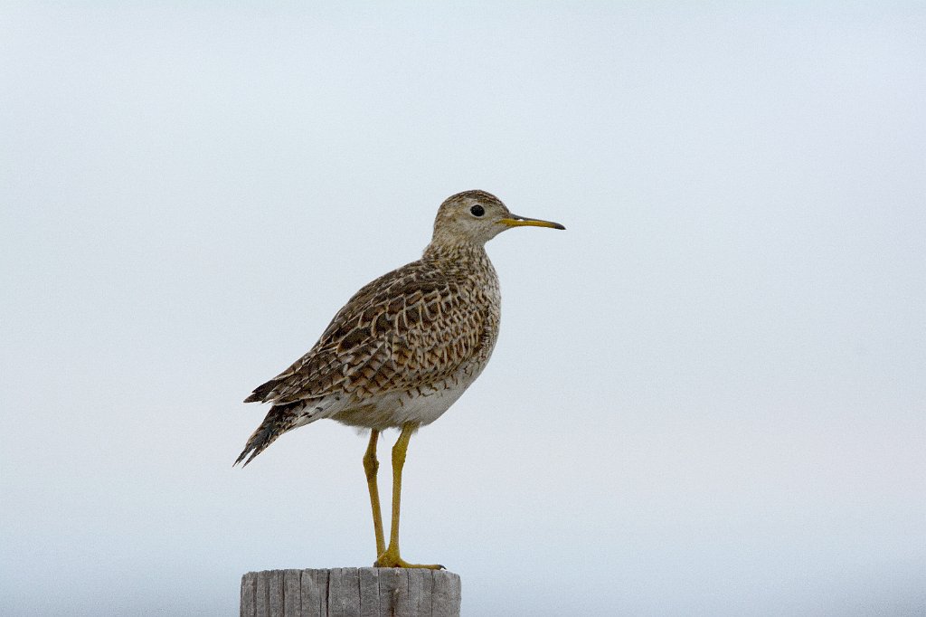 Sandpiper, Upland, 2015-05268011 Nebraska.JPG - Upland Sandpiper. Nebraska between Crescent Lake NWR and Pawnee Grasslands, CO, 5-26-2015